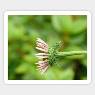 Coneflower Sticker